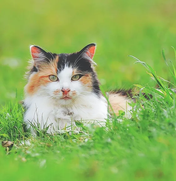 Cat sitting in grass