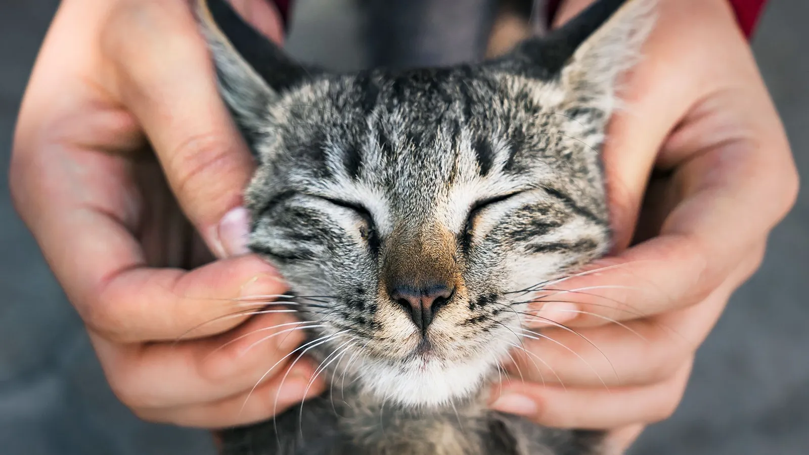Cat with closed eyes being pet by two hands
