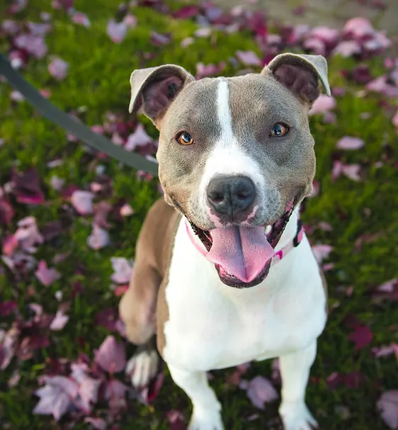 Dog sitting on a leash