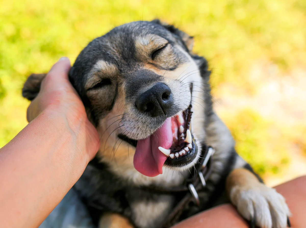 Happy dog being scratched on the ear