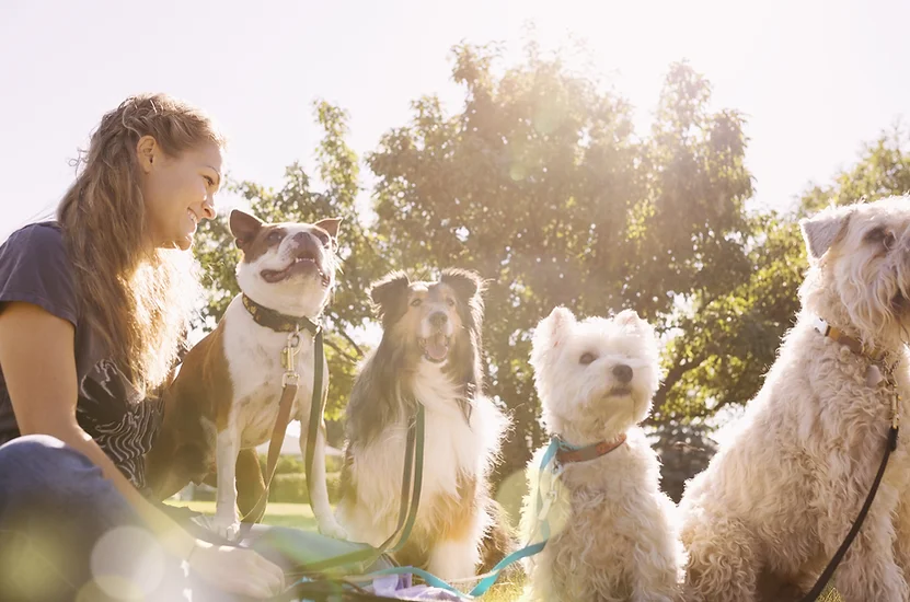 Group of dogs sitting with a girl